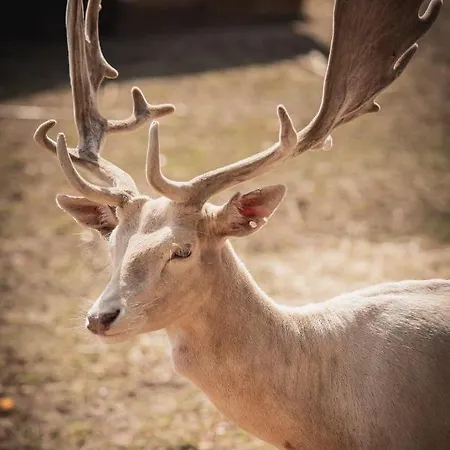 Skansen Bicz Resort Stare Miasto (Konin)