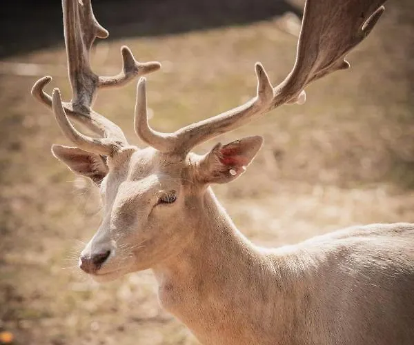 Skansen Bicz Resort Stare Miasto (Konin)